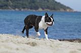 BOSTON TERRIER 319